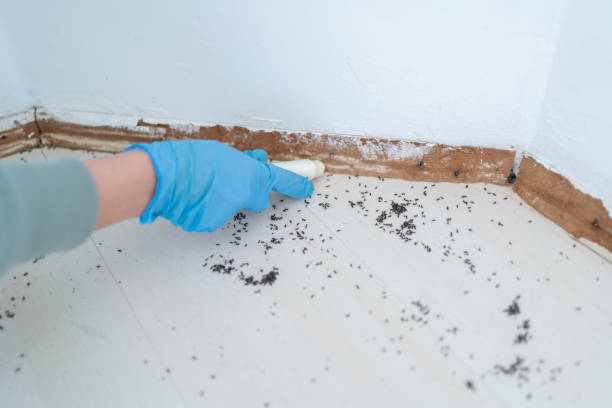 Real Estate Pest Inspections in Girard, OH